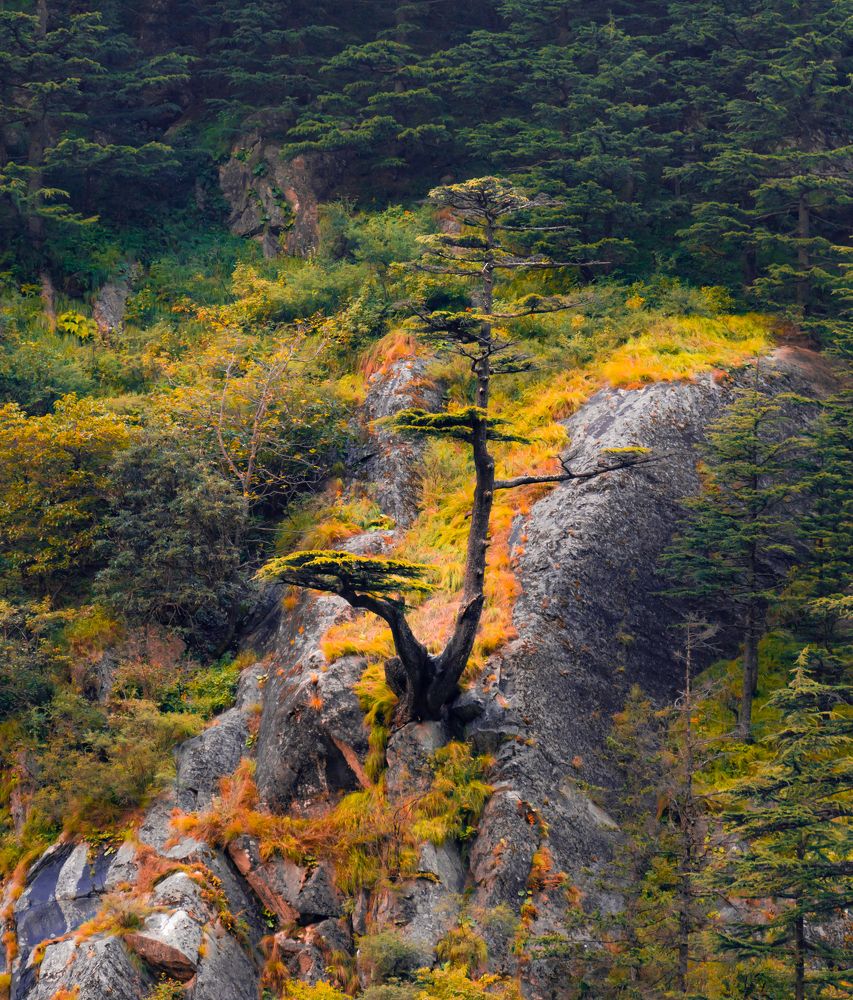 Photograph by Digvijay singh Janoti