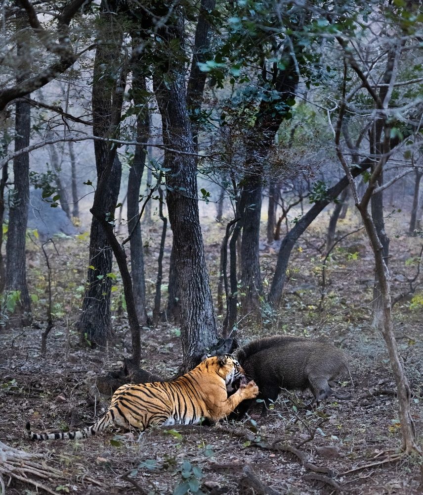 Tigress in kill
