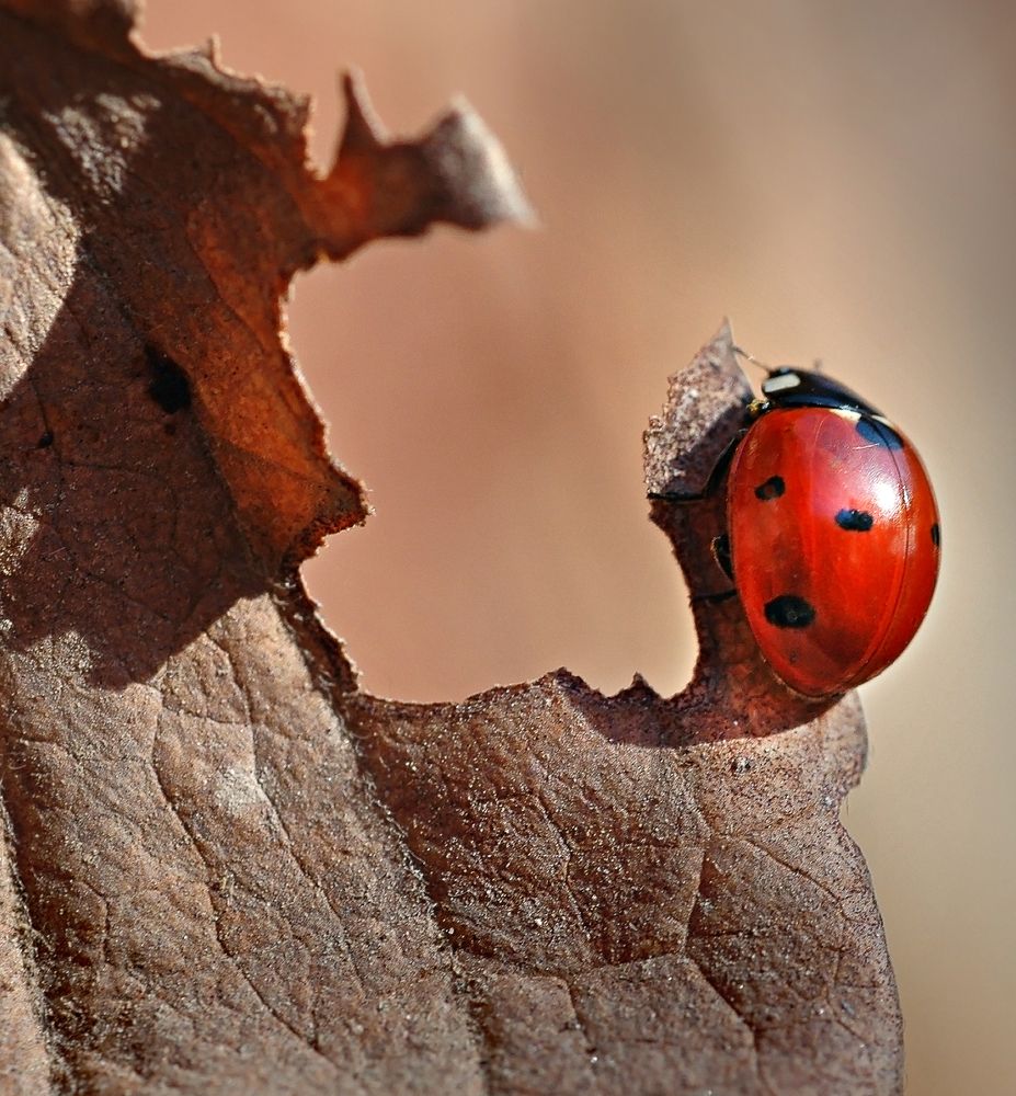 Бархатный сезон