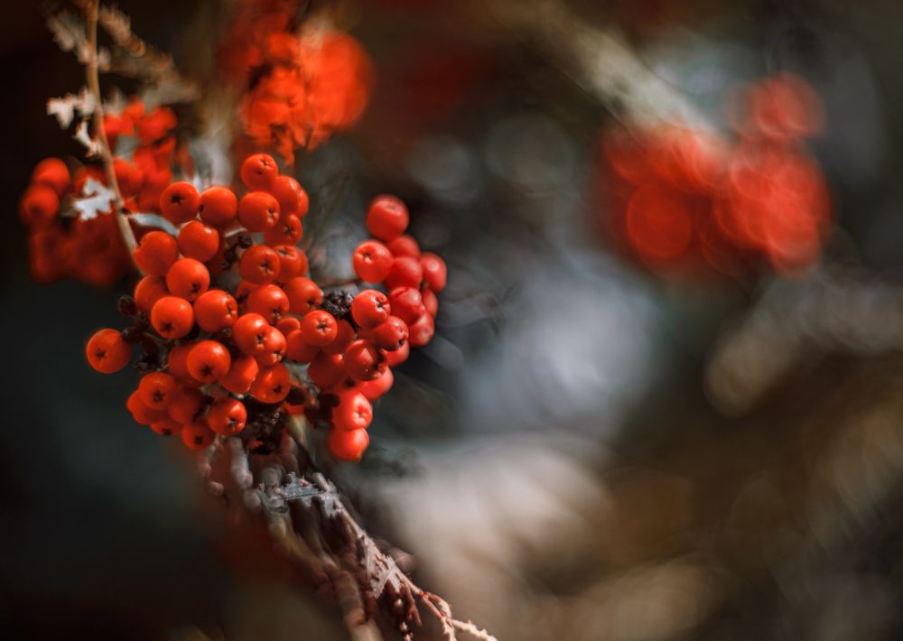 Photograph by Неля Рачкова