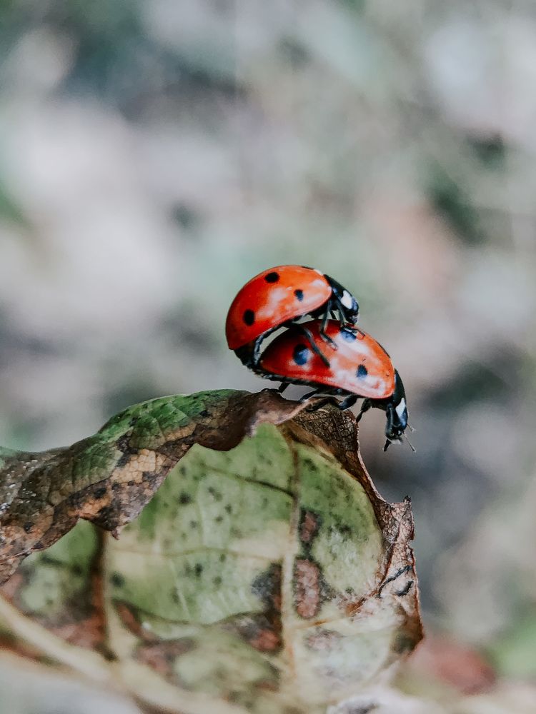Photograph by Кристина Луканова