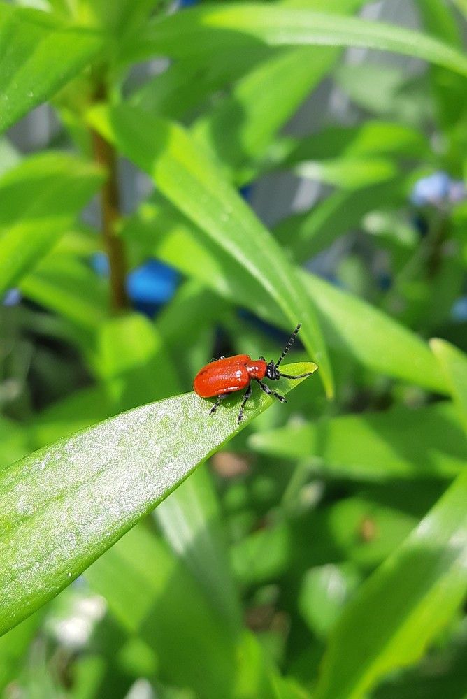 Фотография автора Ирина Лукьянчик