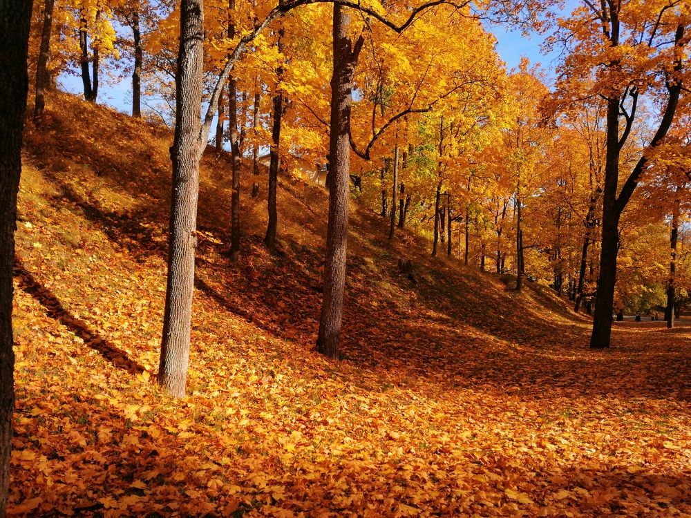 Photograph by Михаил Кушнарёв