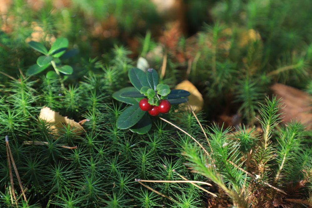 Ягоды на зеленом ковре