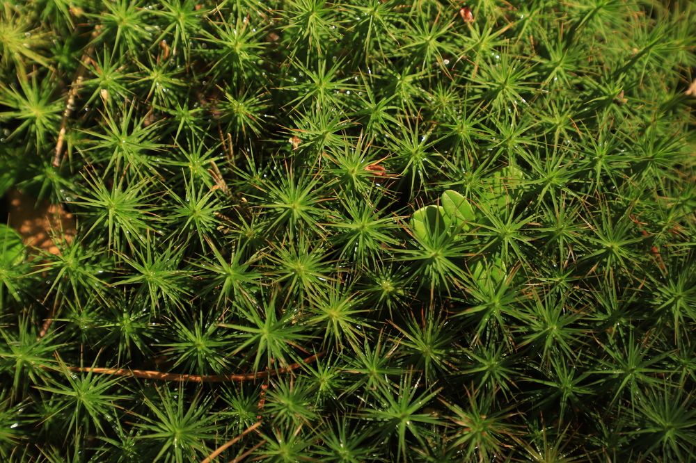 Зелёный ковер