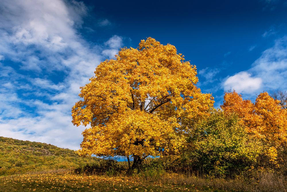 Фотография автора Alena Geršičová
