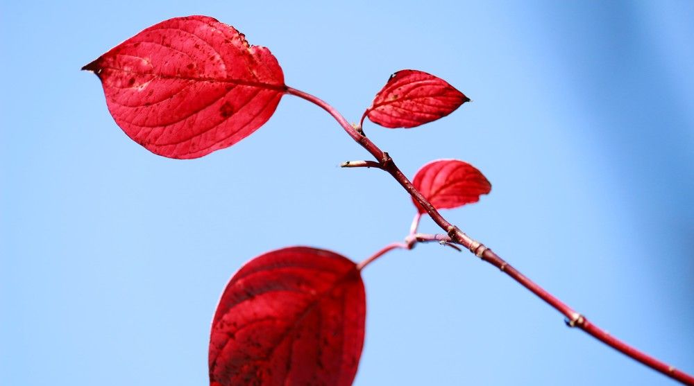 Photograph by Елена Федорова