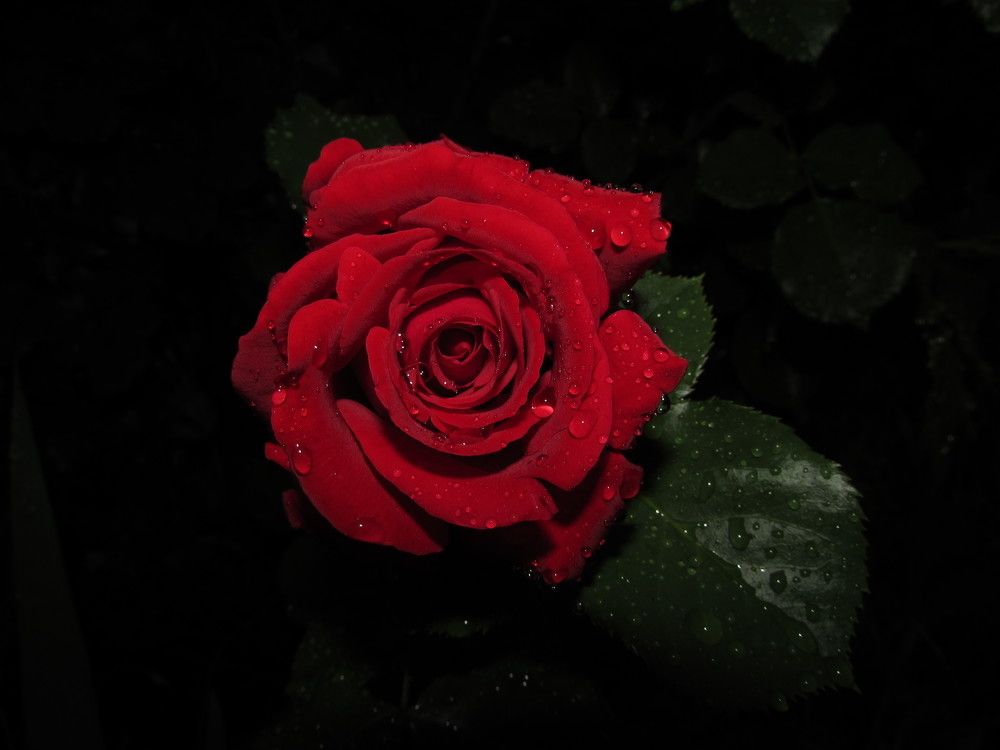 Photograph by Елена Кузнецова