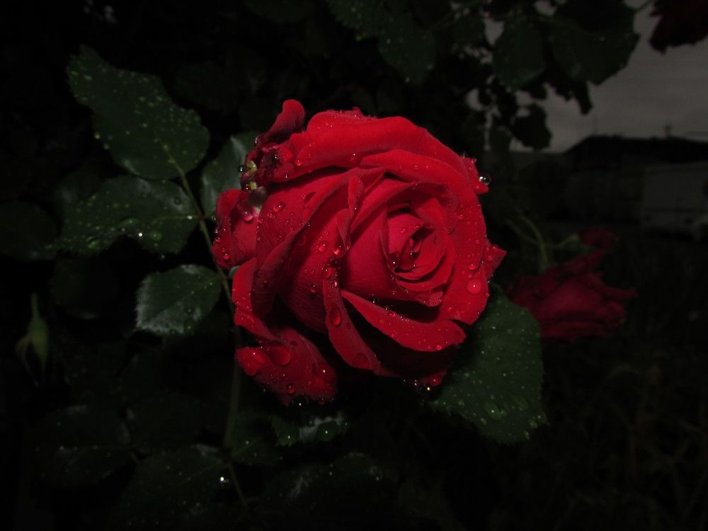 Photograph by Елена Кузнецова