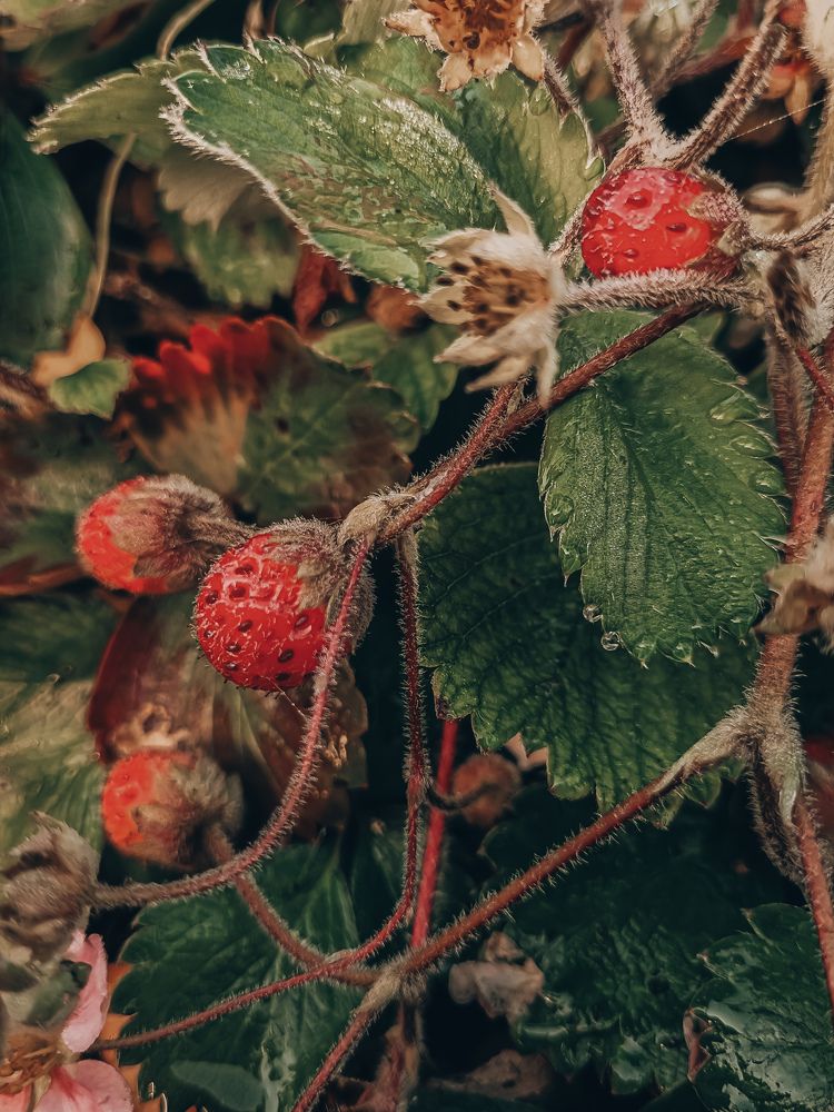 Photograph by Hanna Bourne