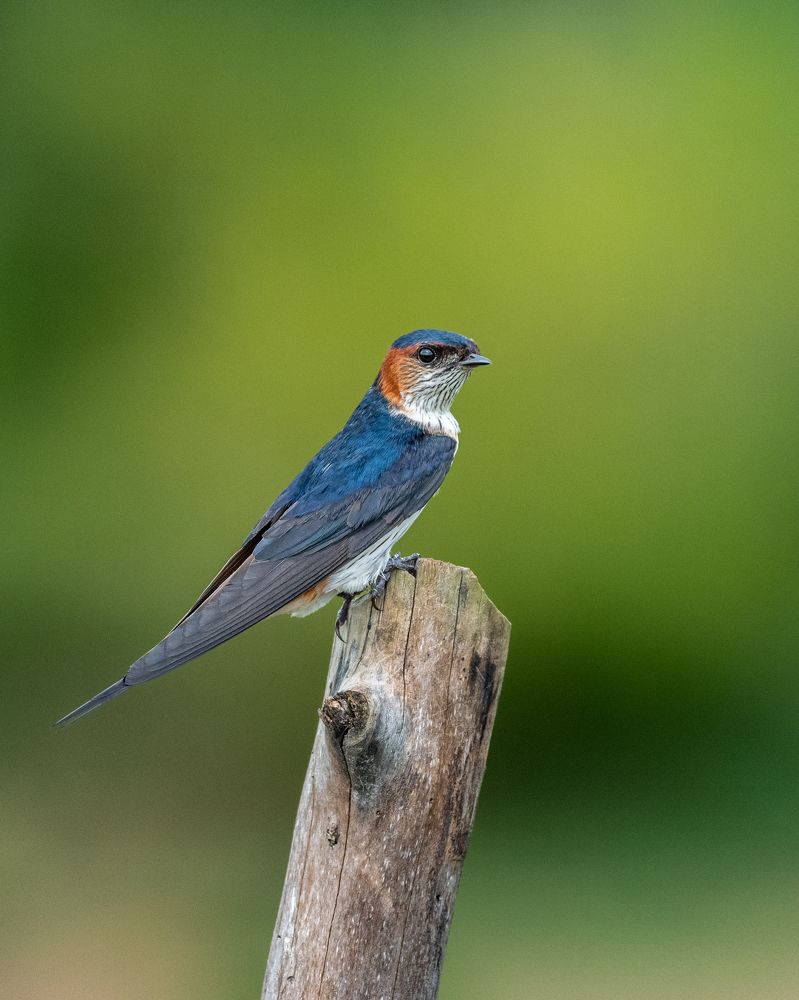 Photograph by Visveswar VK