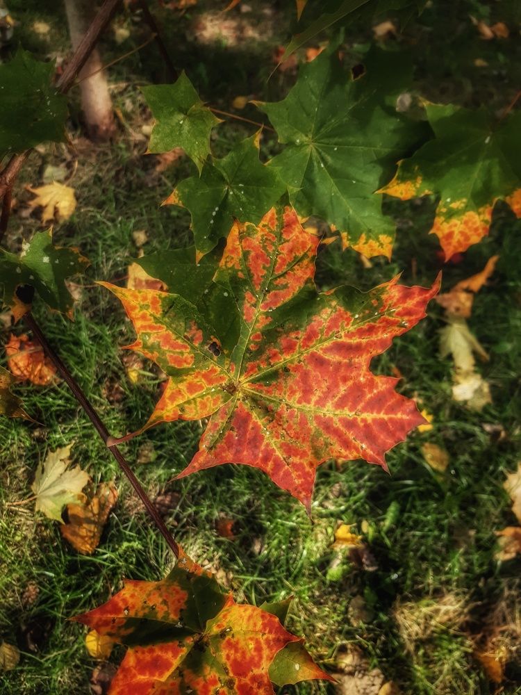 Photograph by Александра Кропивка