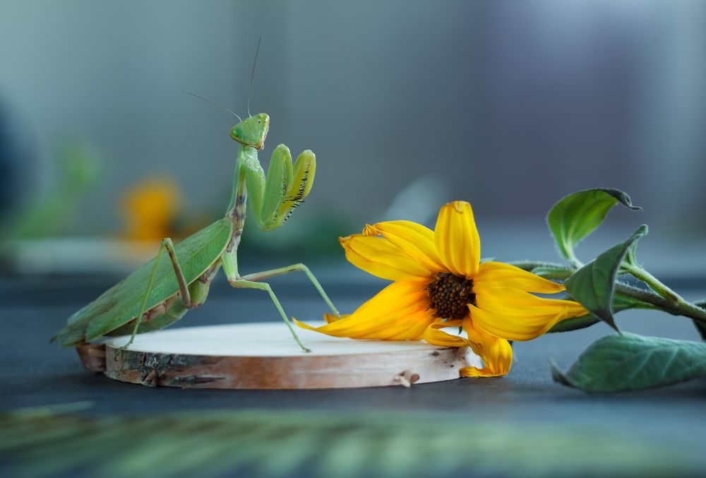 Photograph by Юлия Яремко