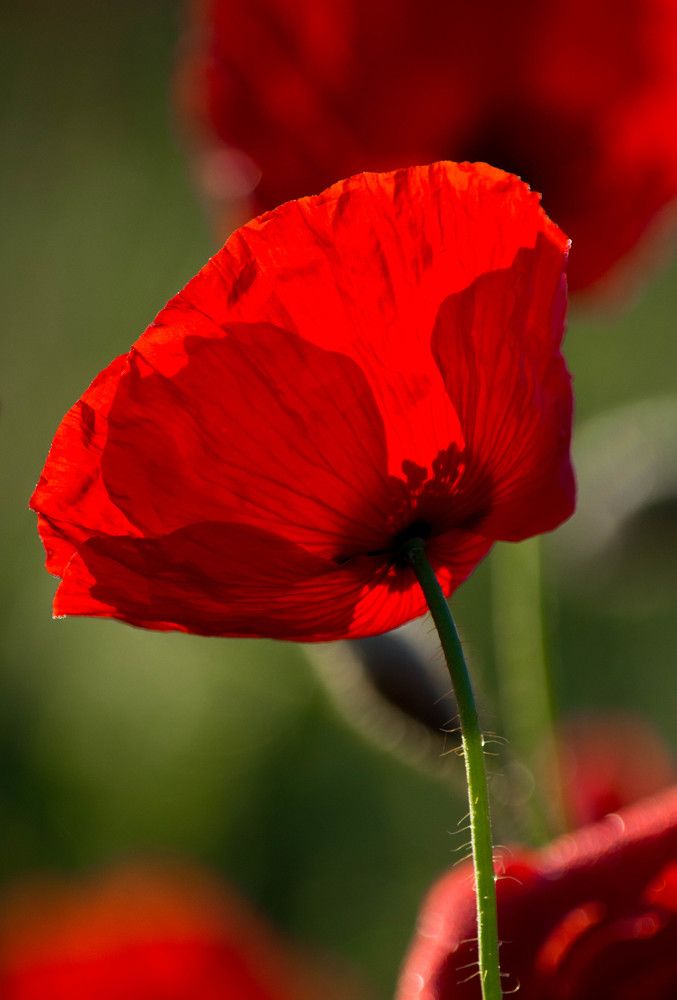 Photograph by Ana-Maria Tatarus