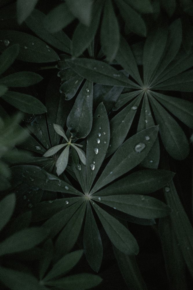 Photograph by Anna Mitichkina