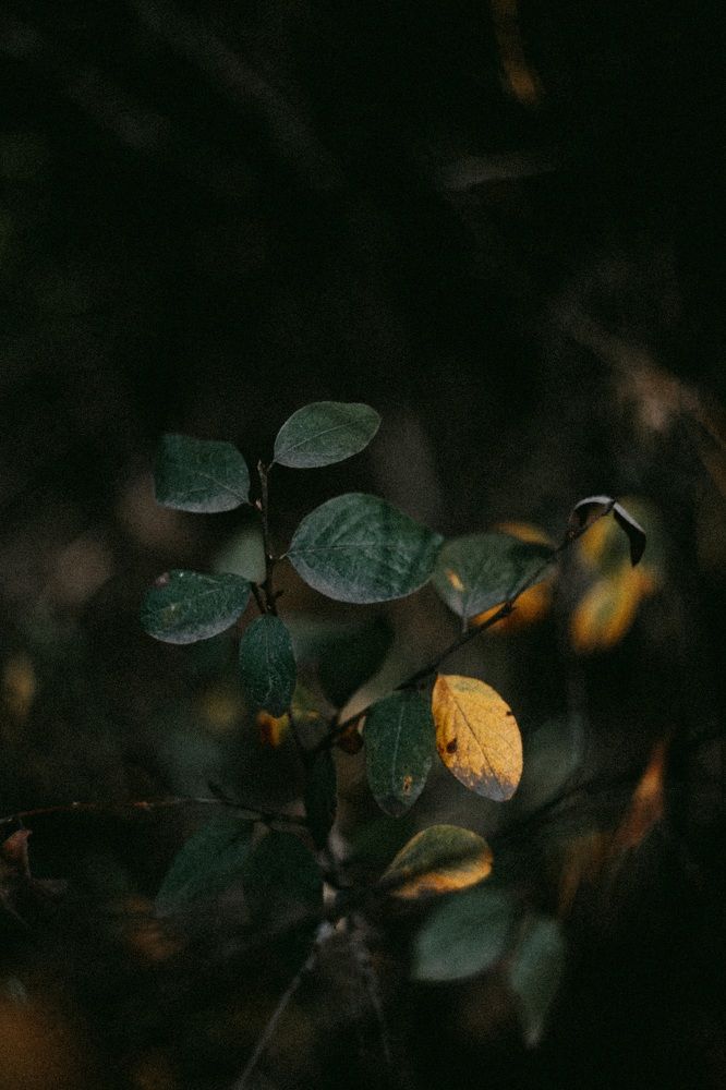 Photograph by Anna Mitichkina