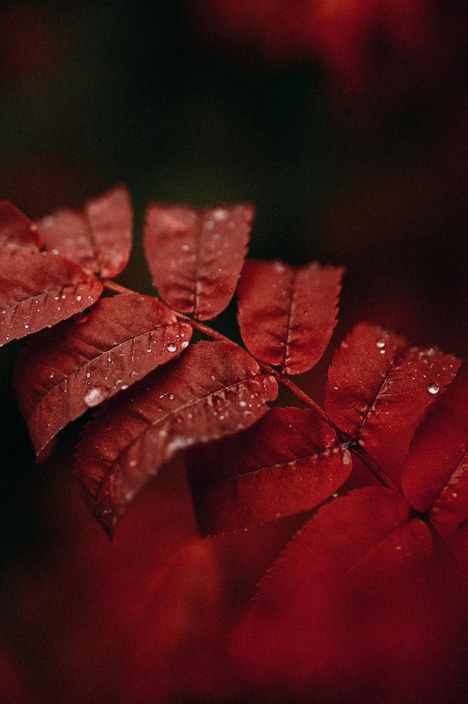 Photograph by Anna Mitichkina