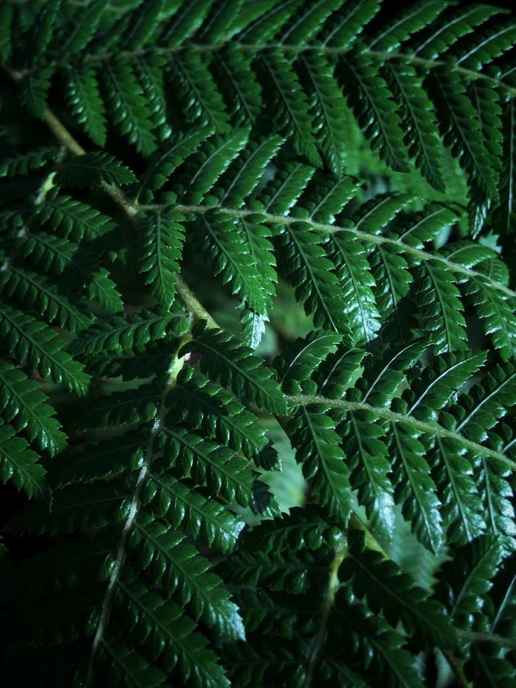 Photograph by Sergei Komlev