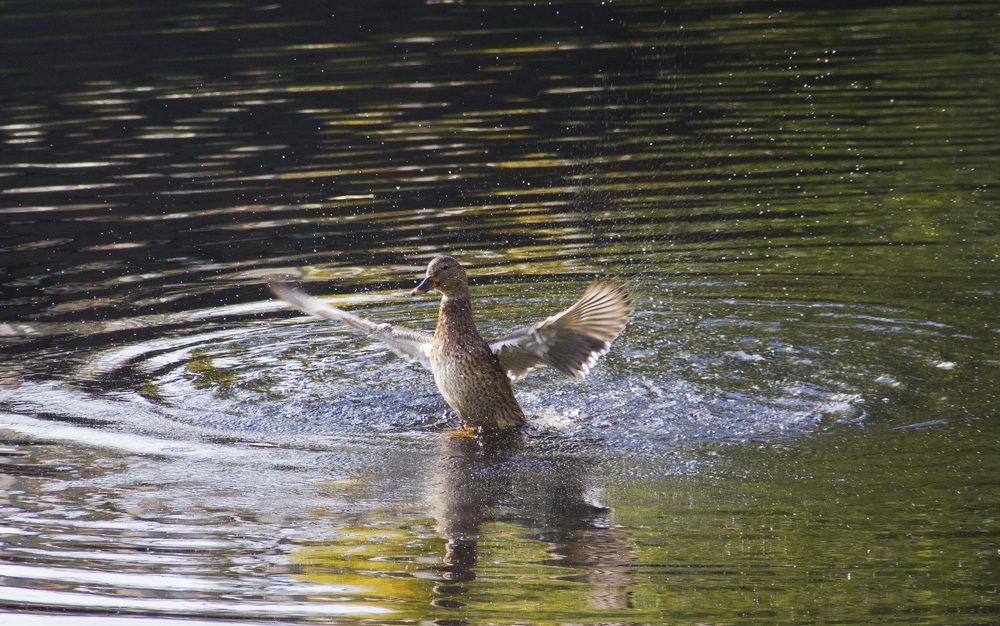 Photograph by Александр Новиков