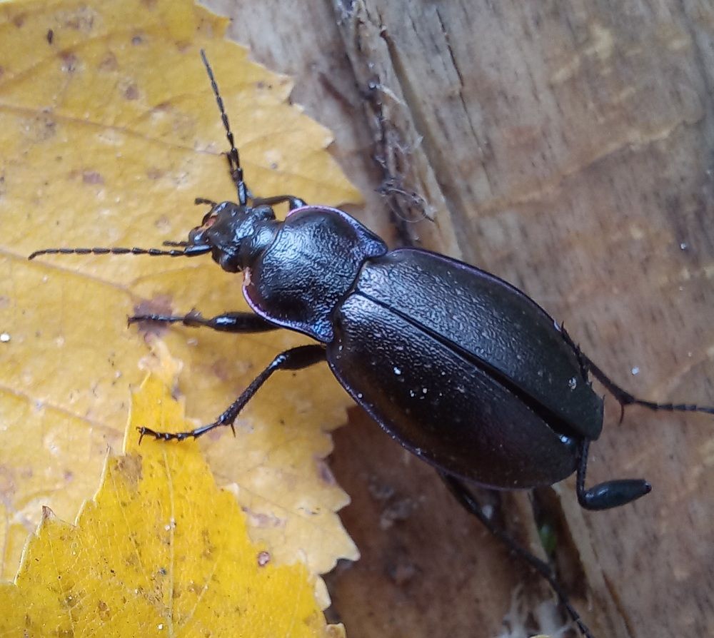 Photograph by Евгений Савулькин
