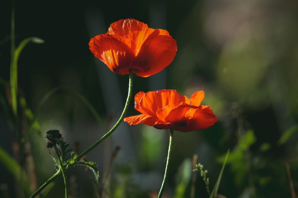 Photograph by Татьяна Шандромайло