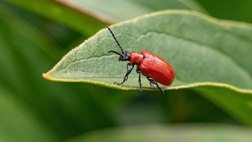 Фотография автора Николай Бологов