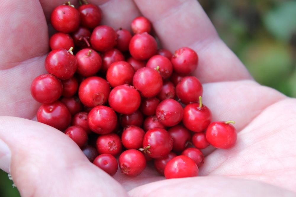 Photograph by Olga Bagaeva