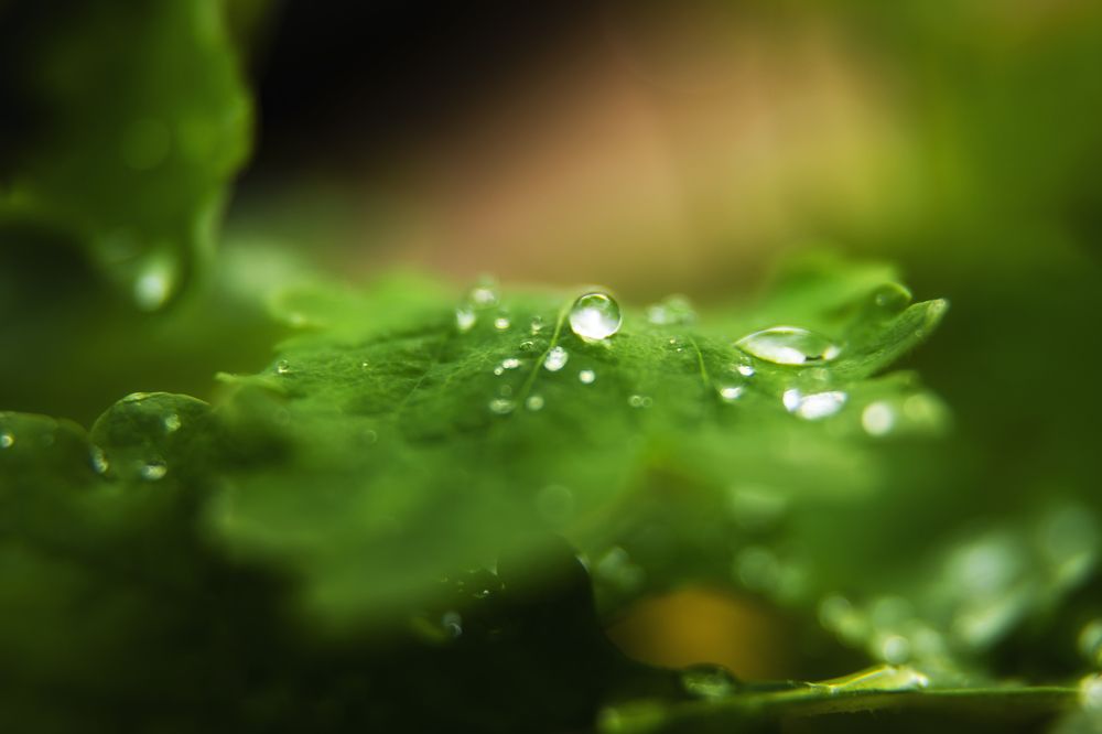 Photograph by Анна Корнейко