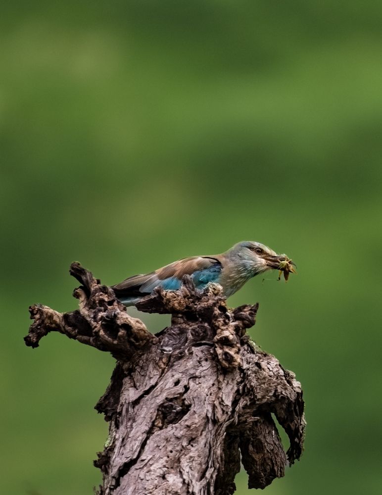 Photograph by ASHWINI BHONGE