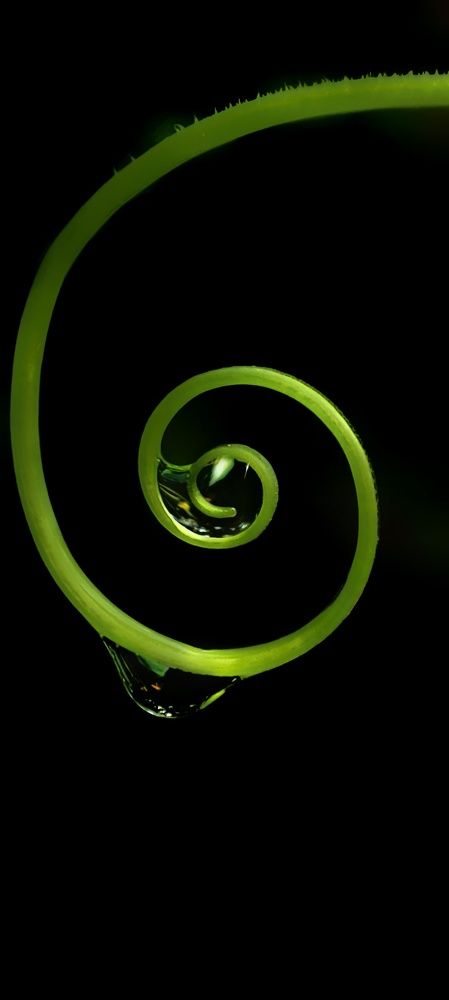 Photograph by Нина Иоселиани