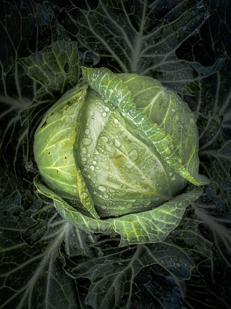 Photograph by Ольга Еженевская