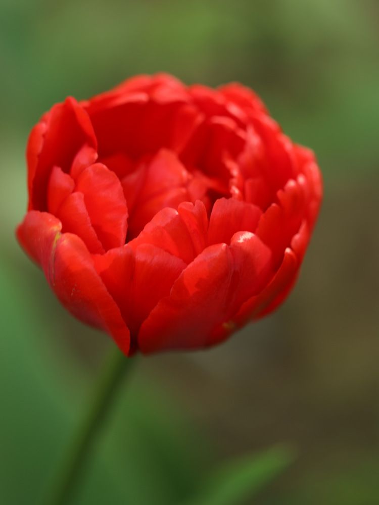 Photograph by Серегина Ирина