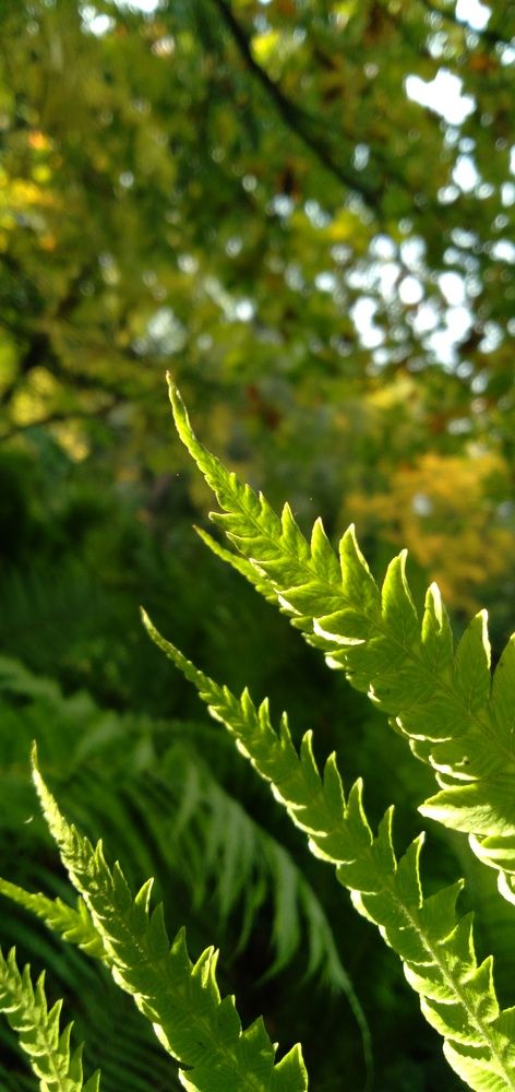 Photograph by Любовь Макарова