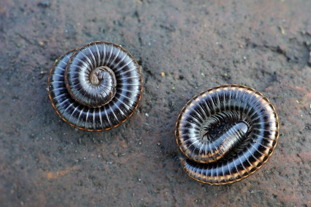 Сороконожки встречают рассвет.