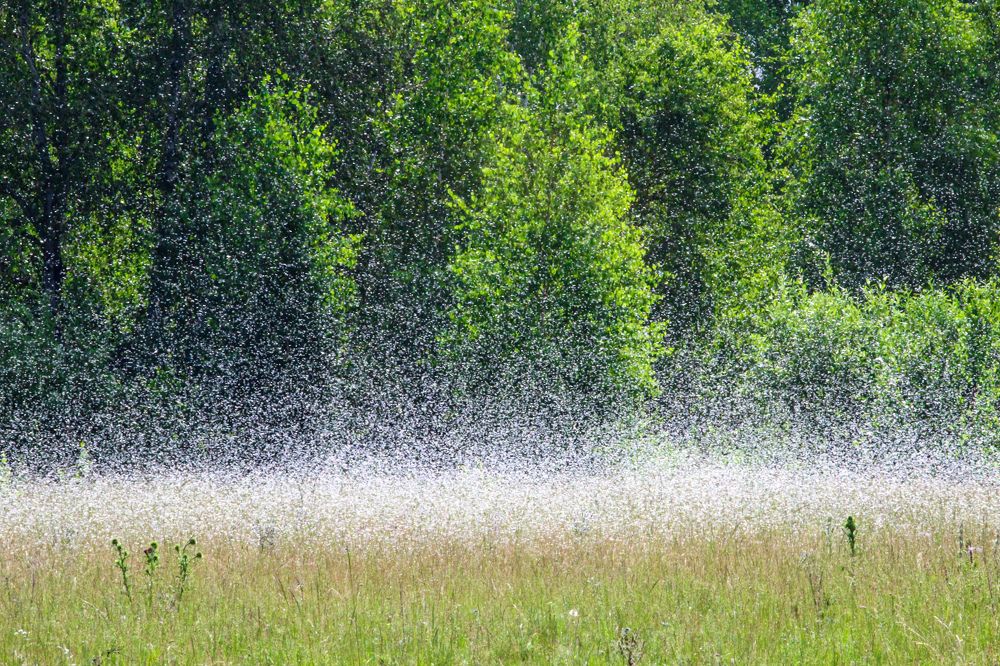 Photograph by Chic.chiquitita