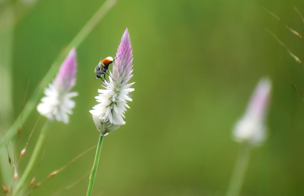 The bees worked very hard and then we were able to take the honey test and clicked a pic of a bees that came for the same ️