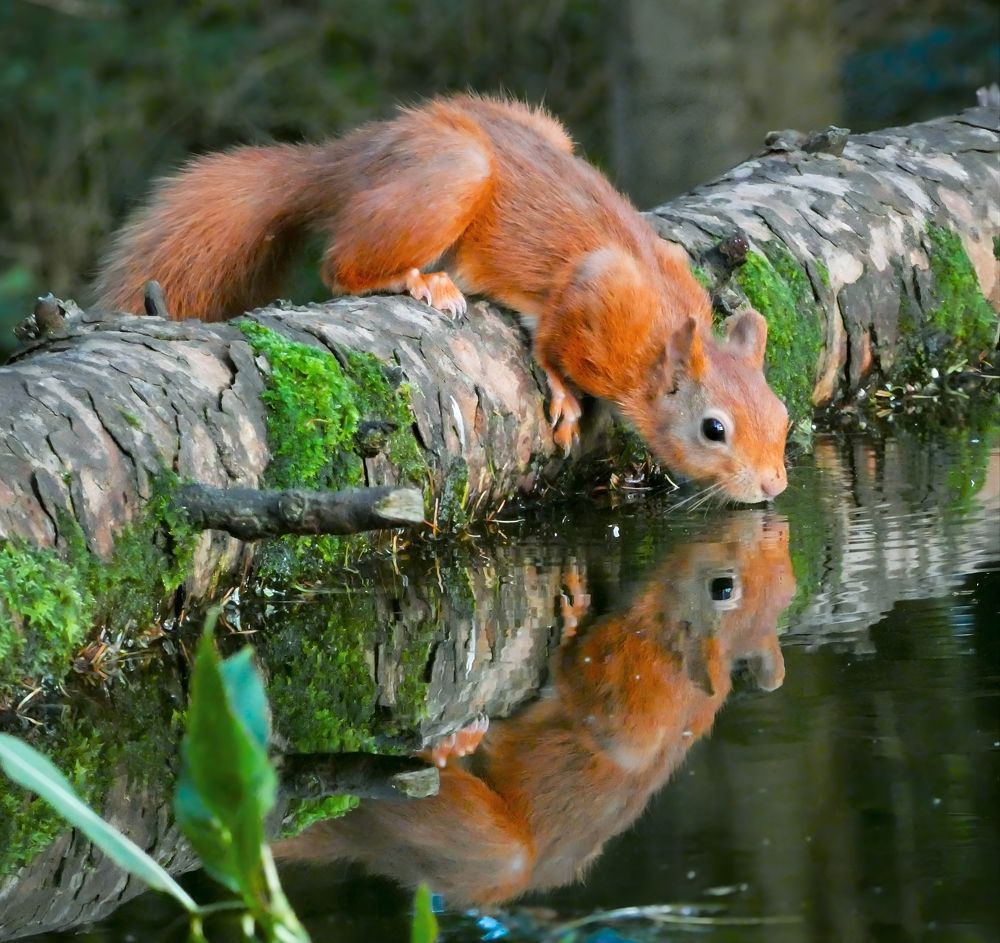 Фотография автора Michael Gault