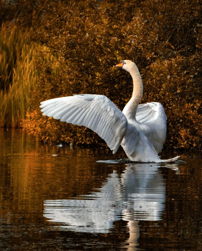 Фотография автора Michael Gault