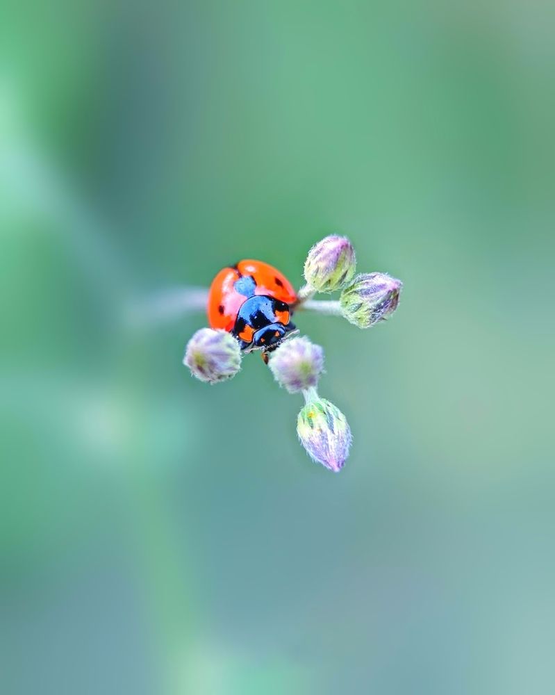 Фотография автора Prabhashwara PSC