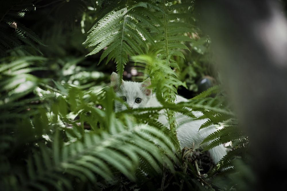 Photograph by Алексей Плахотин