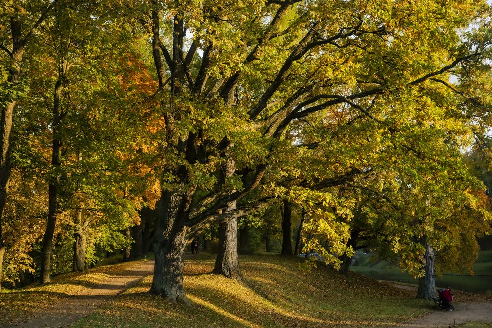 Фотография автора Галина