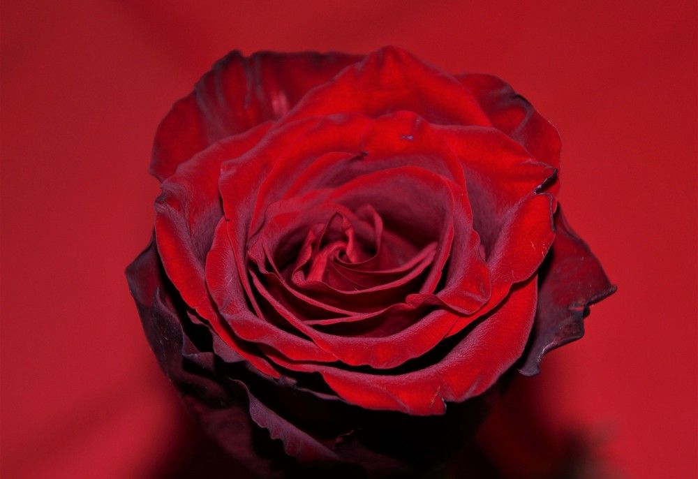 Photograph by Chrysanthopoulos Carmen Sorina