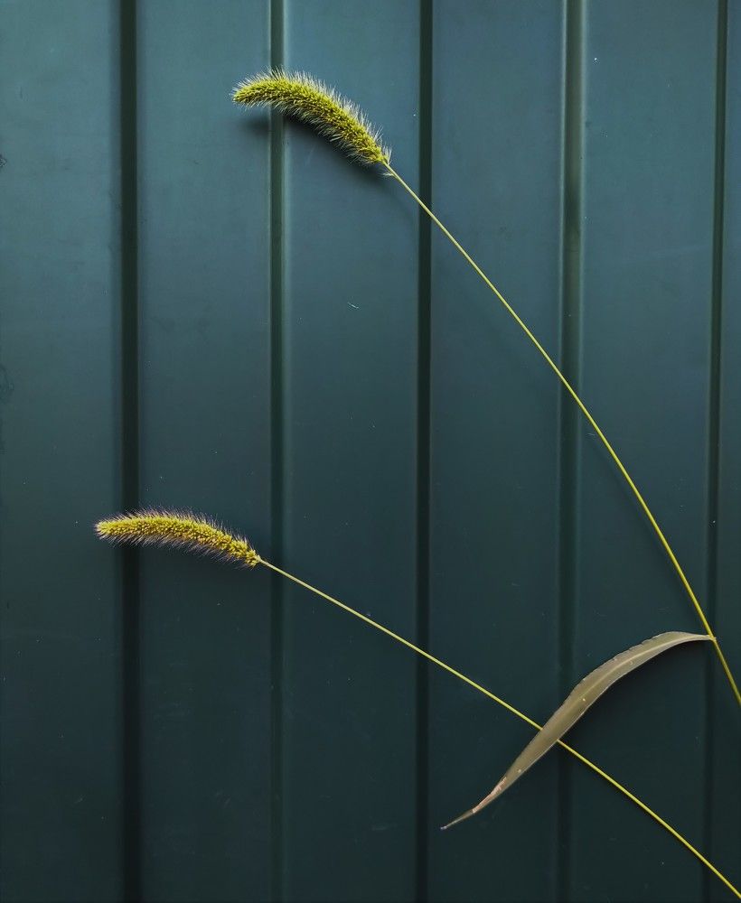 Элегантная сетария / Elegant Setaria