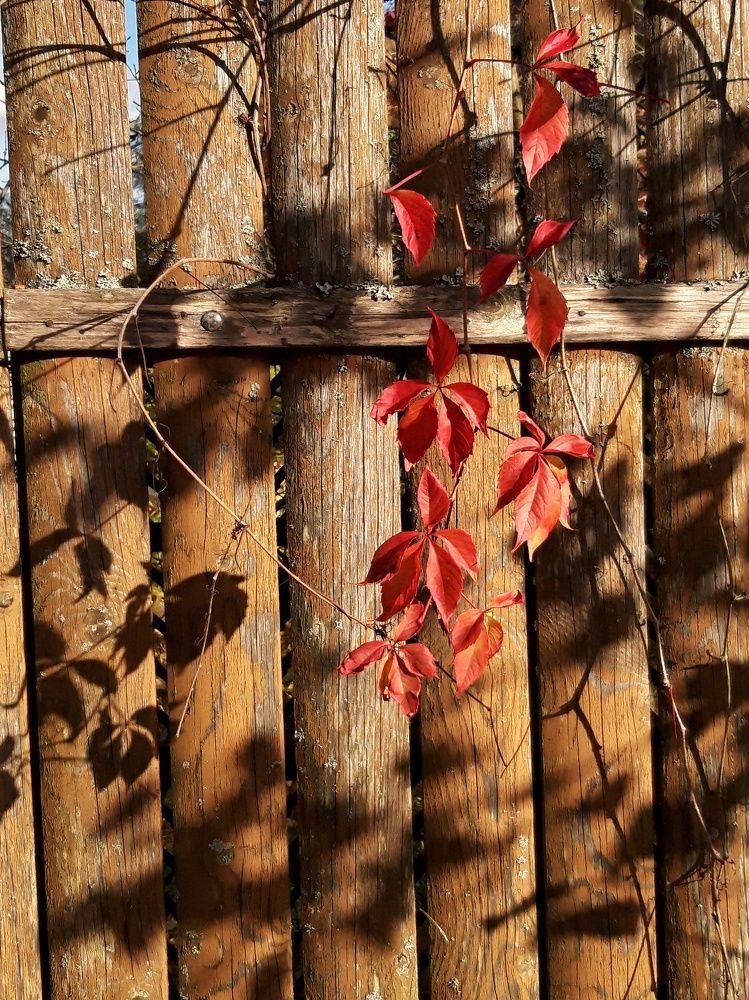 Photograph by Анжелика Медведева