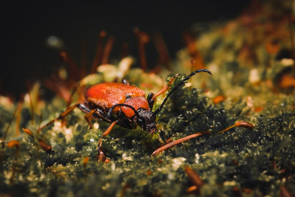 Photograph by Alexander Lukin