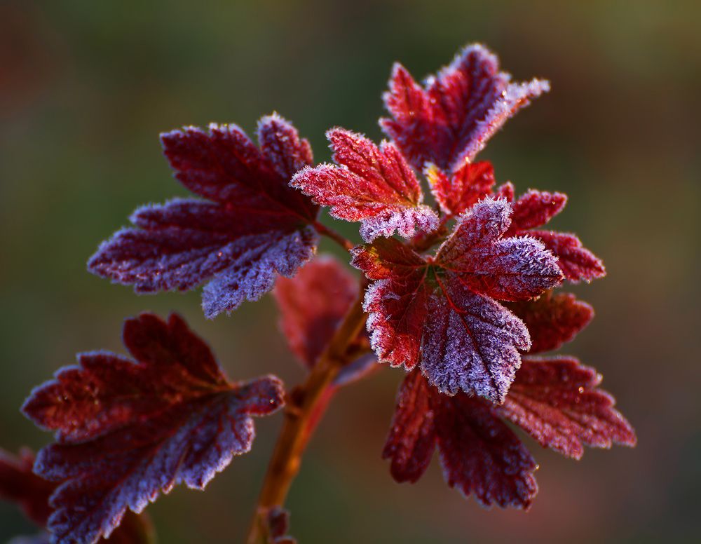 Первые заморозки