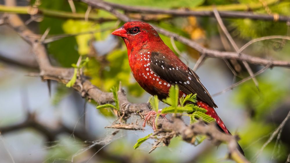 Photograph by Sameer Mudaye