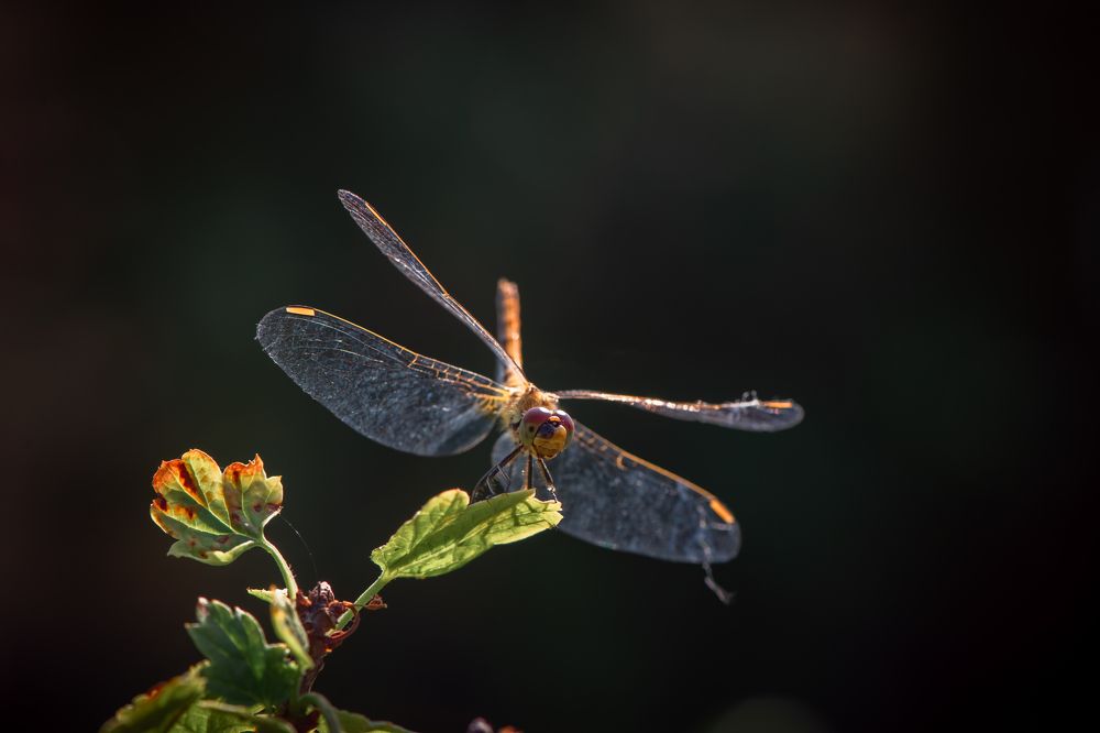 Photograph by Ольга Ильина