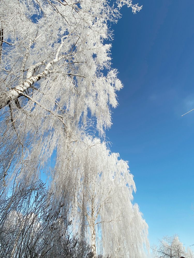 Birches in Frost
