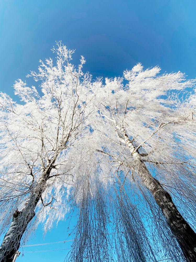 Blue Skies and Birches